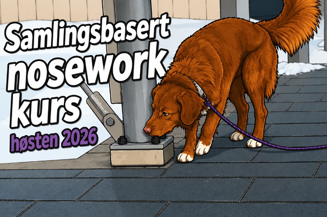 Samlingsbasert nosework-kurs – Høsten 2026